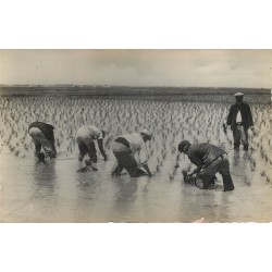 Espagne VALENCIA. Photo cpa petit format Plantation du riz