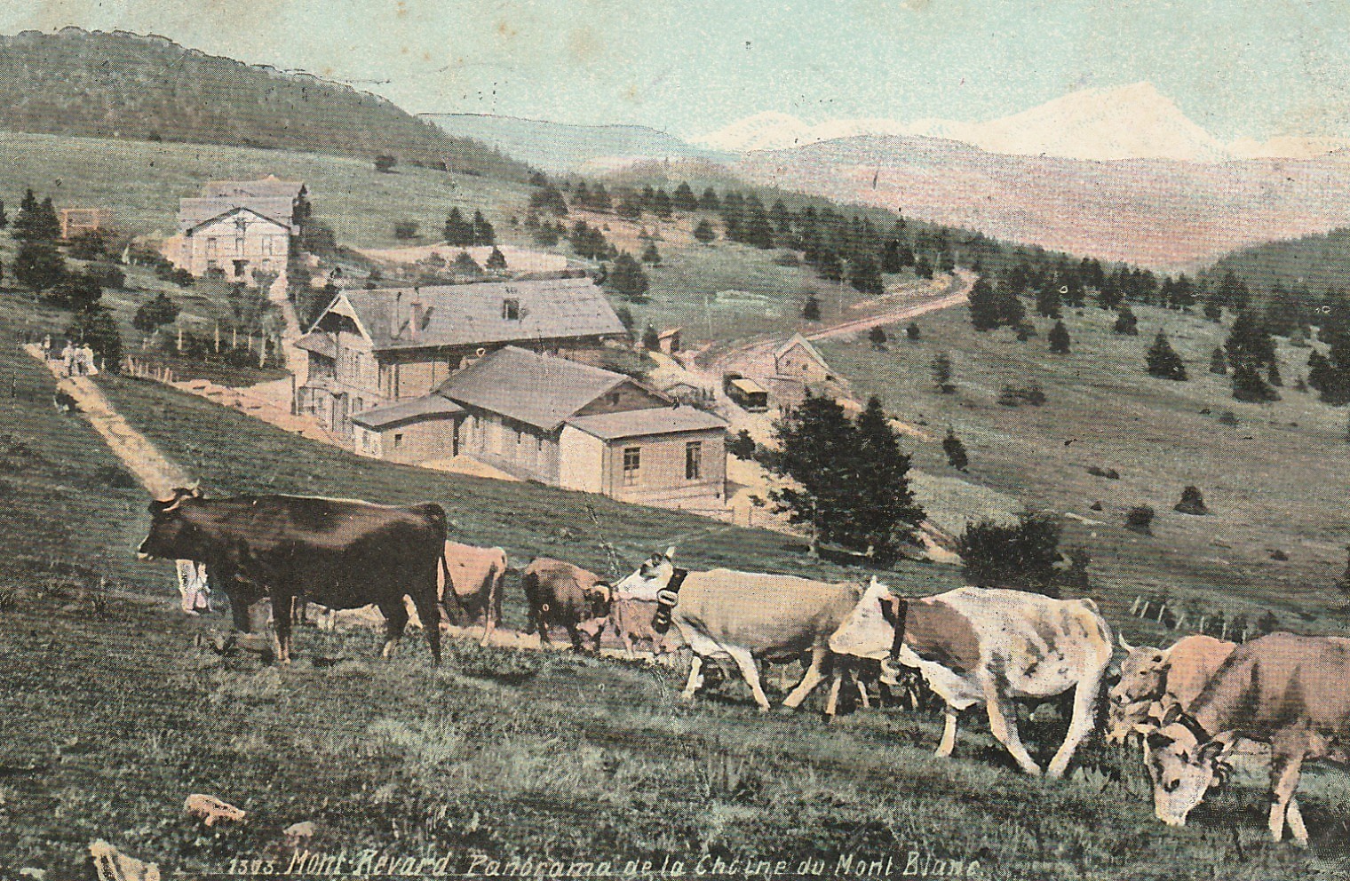 73 MONT-REVARD. Chaîne du Mont-Blanc avec troupeau de vaches 1913