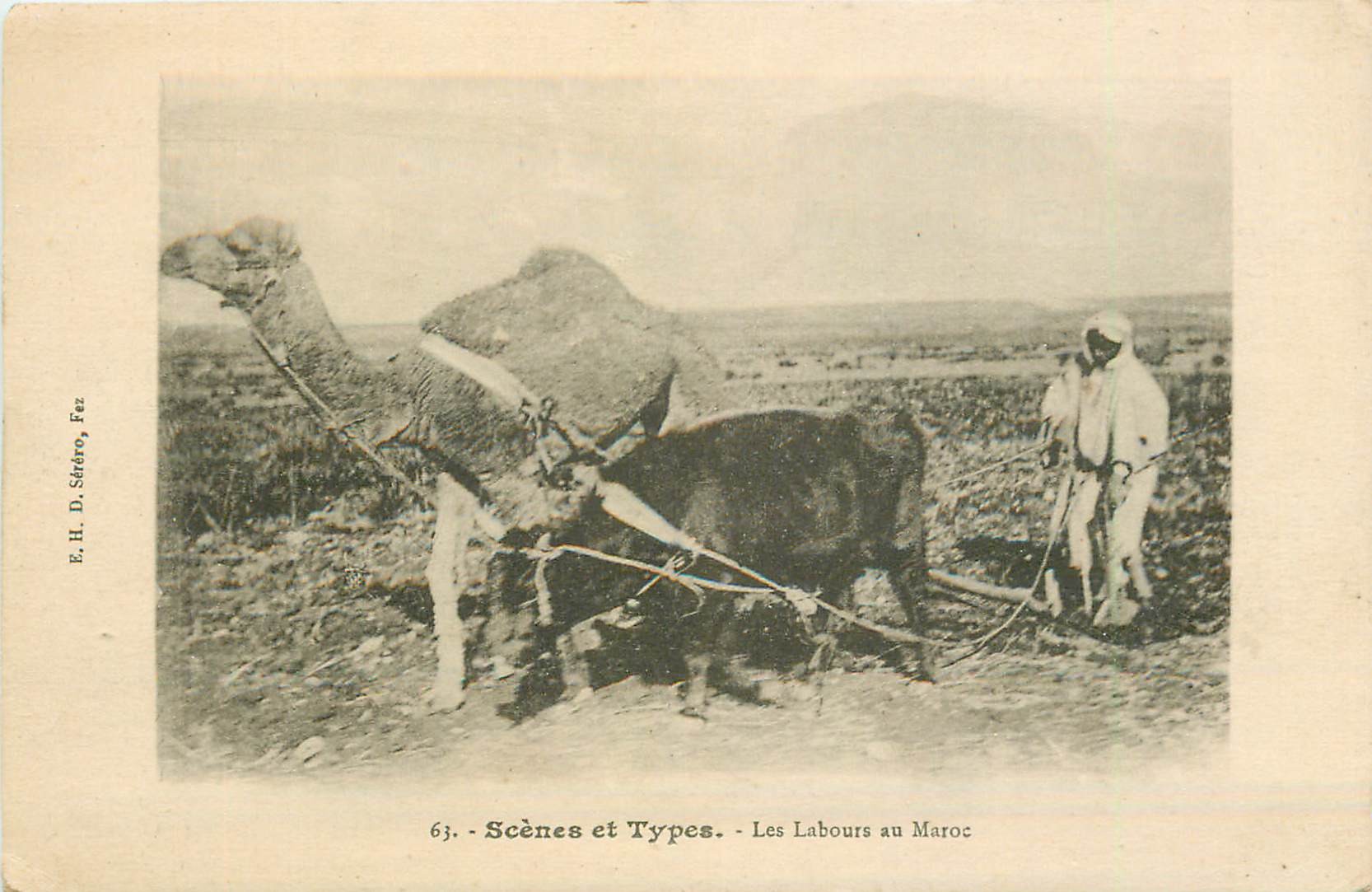FEZ FES. Le Labour au Maroc avec boeuf et dromadaire 1924