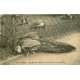 PARIS 05. Le Paon et sa famille au Jardin des Plantes