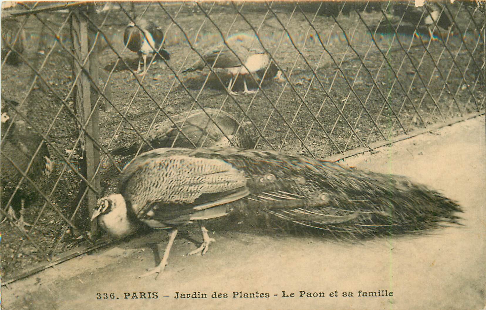 PARIS 05. Le Paon et sa famille au Jardin des Plantes