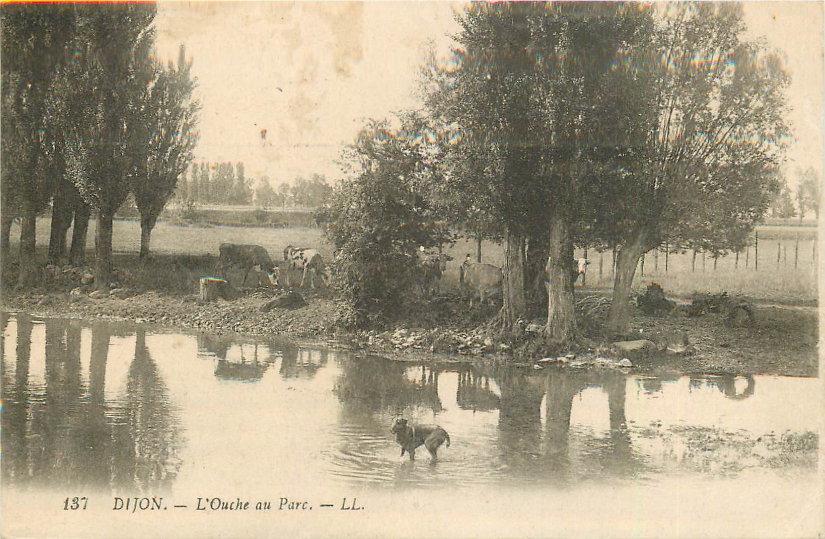 21 DIJON. L'Ouche au Parc avec chien dans l'eau et vaches 1918