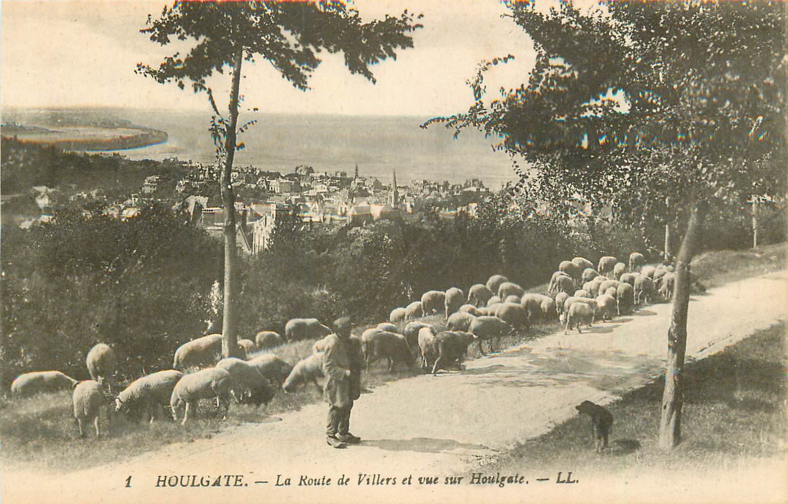 14 HOULGATE. Troupeau de Moutons Route de Villers