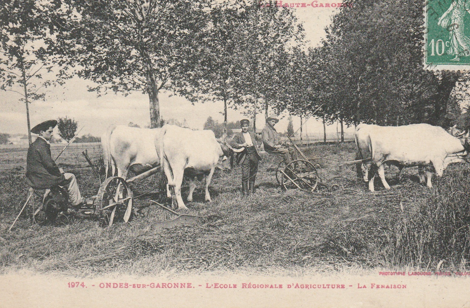 31 ONDES-SUR-GARONNE. La Fenaison Ecole Régionale d'Agriculture 1923 avec boeufs et charrue