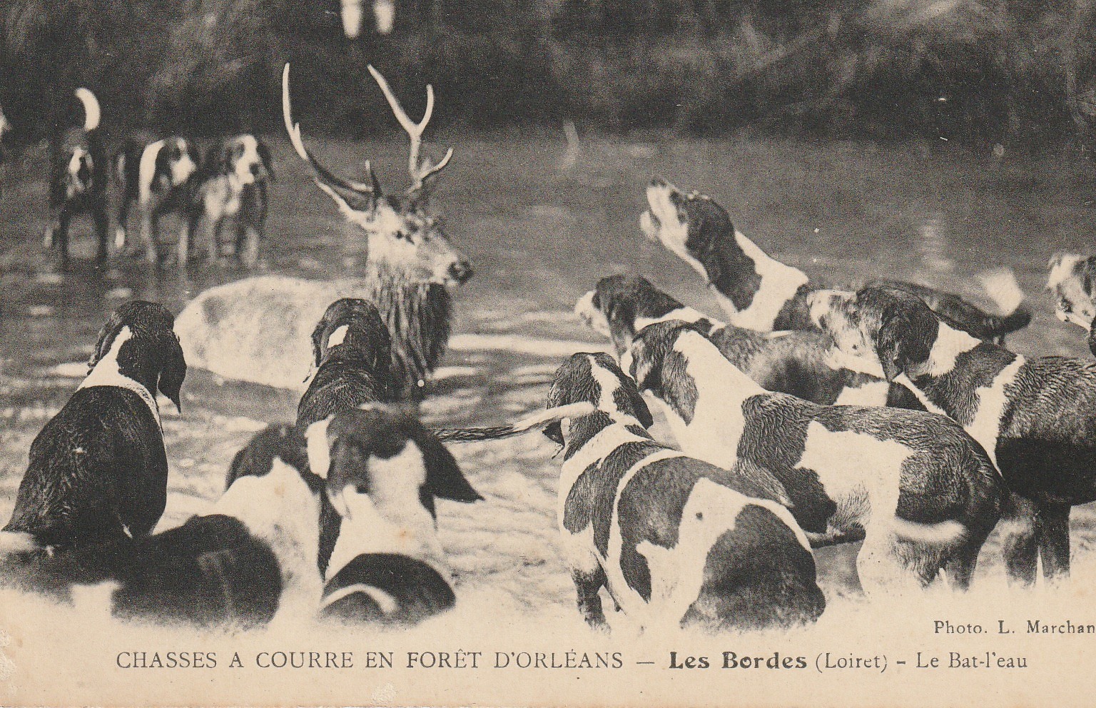 45 LES BORDES. Chasses à Courre en forêt d'Orléans. Le Bat-l'eau