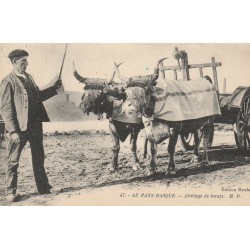 64 AU PAYS BASQUE. Attelage de Boeufs 1924