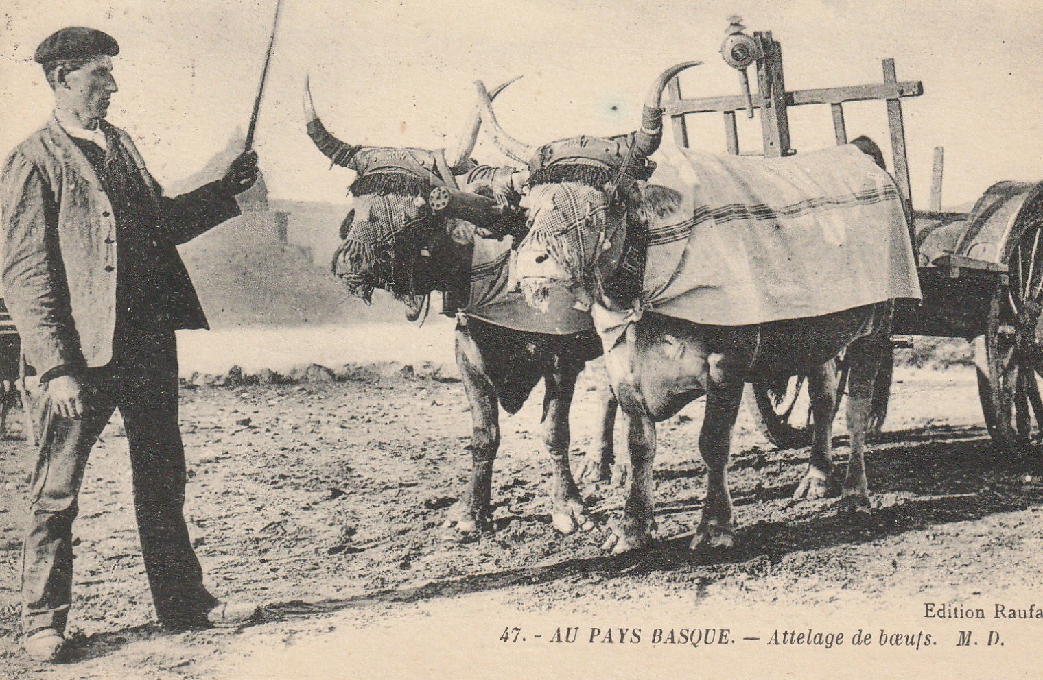 64 AU PAYS BASQUE. Attelage de Boeufs 1924