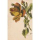 Plantes Illustrateur WB UNE SUPERBE FLEUR 1908