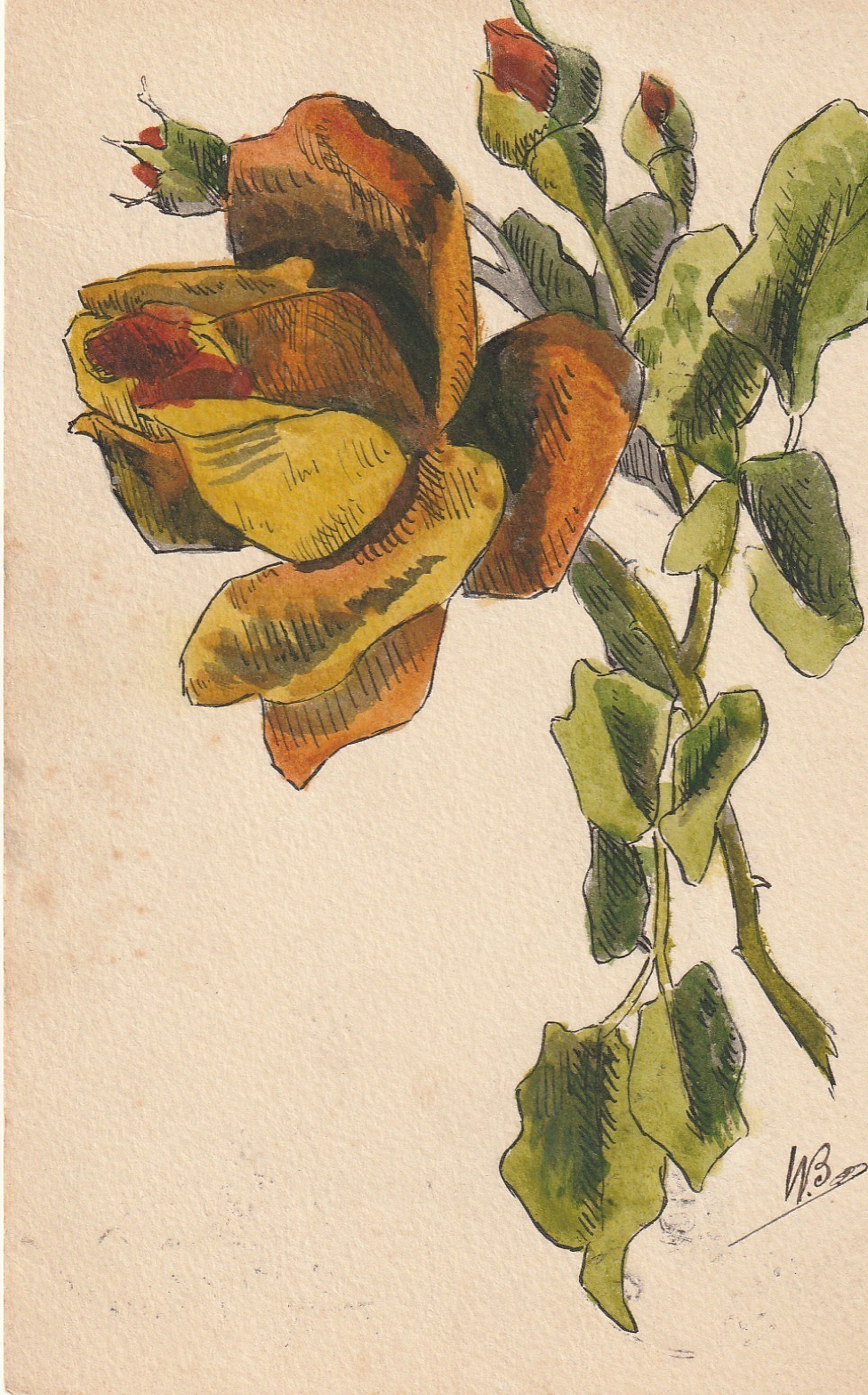 Plantes Illustrateur WB UNE SUPERBE FLEUR 1908