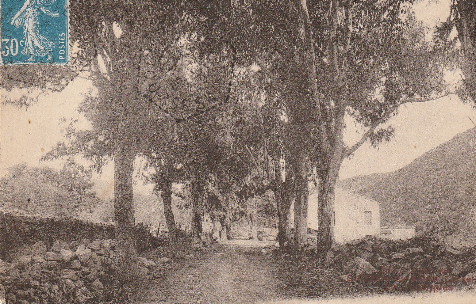 20 GUITERA-LES-BAINS. Les Eucalyptus Rue principale vers 1925...