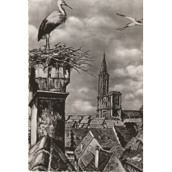 Photo cpsm grand format 67 STRASBOURG. Nid de Cigognes 1954