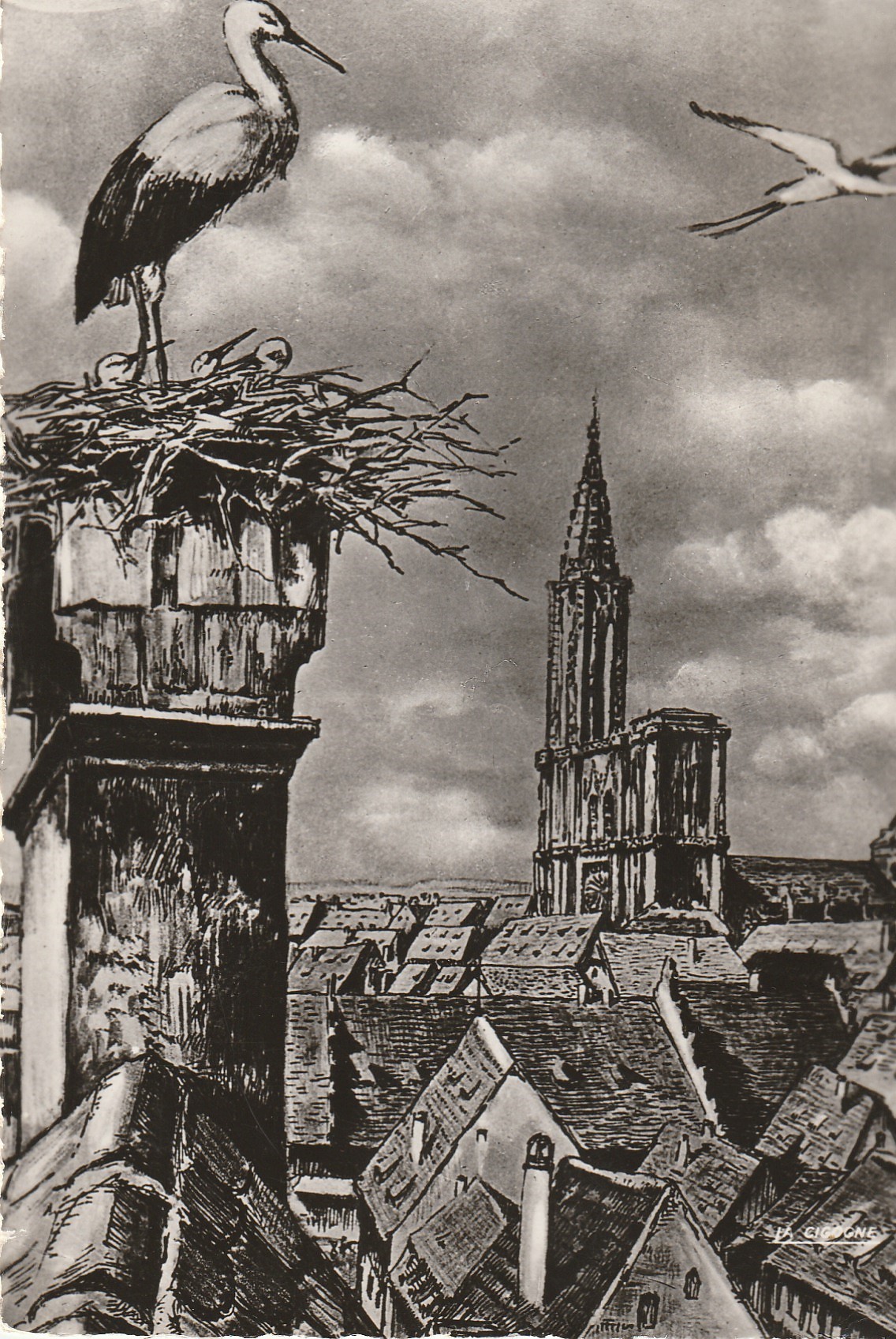 Photo cpsm grand format 67 STRASBOURG. Nid de Cigognes 1954