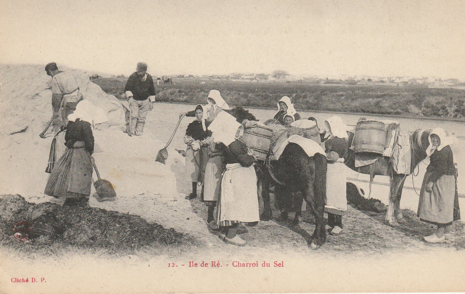 17 ILE DE RE. Charroi du Sel avec mules dans les Marais salants