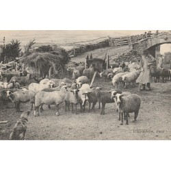 15 COREN. Auvergne. Intérieur d'une Ferme avec Berger, moutons et chien