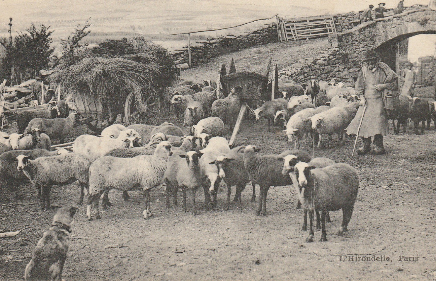 15 COREN. Auvergne. Intérieur d'une Ferme avec Berger, moutons et chien
