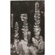 3 x Photo cpsm petit format 48 Meyrueis AVEN-ARMAND. Forêt vierge, Stalagmites gouffre et Palmier