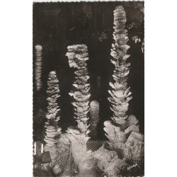 3 x Photo cpsm petit format 48 Meyrueis AVEN-ARMAND. Forêt vierge, Stalagmites gouffre et Palmier