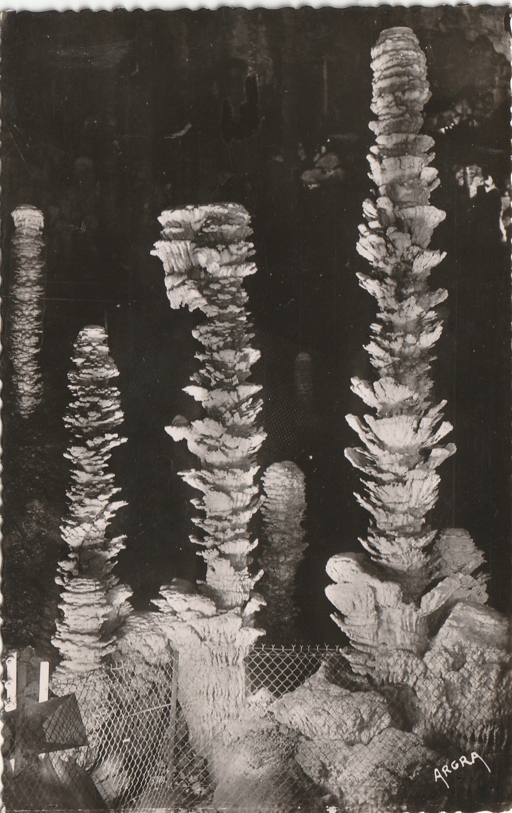 3 x Photo cpsm petit format 48 Meyrueis AVEN-ARMAND. Forêt vierge, Stalagmites gouffre et Palmier