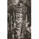 3 x Photo cpsm petit format 48 Meyrueis AVEN-ARMAND. Forêt vierge, Stalagmites gouffre et Palmier