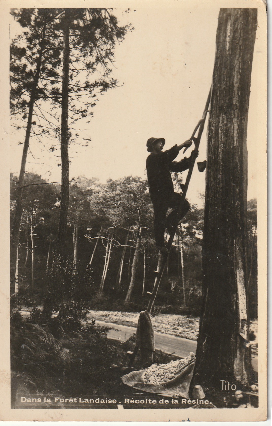 2 X photo cpa 64 Récolte de la résine 1950 et Saint-Jean-de-Luz 1962