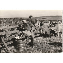 Photo Cpsm grand format 12 L'AUBRAC. Scène de montagne avec vaches et lait