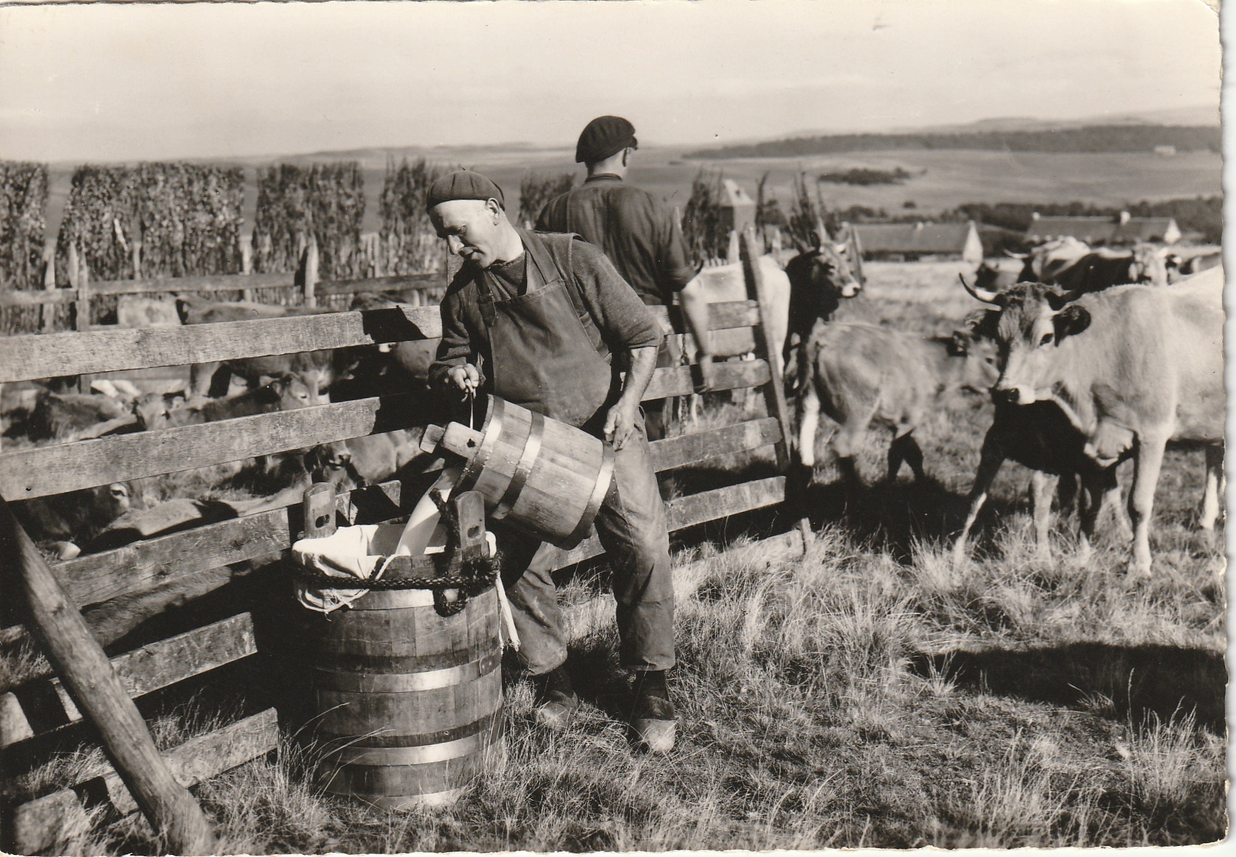 Photo Cpsm grand format 12 L'AUBRAC. Scène de montagne avec vaches et lait