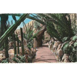 Photo cpsm petit format MONACO MONTE-CARLO. Jardin Exotique