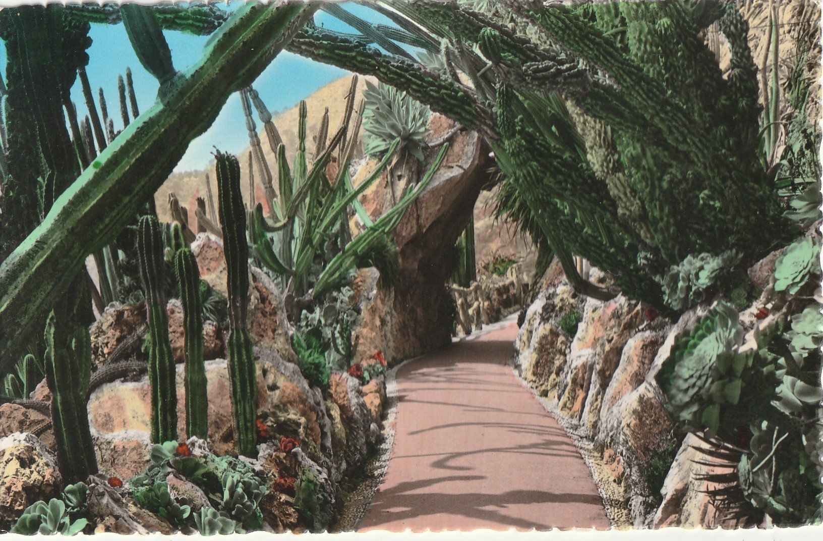 Photo cpsm petit format MONACO MONTE-CARLO. Jardin Exotique