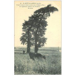 carte postale ancienne 22 SAINT-JACUT-DE-LA-MER. Ormes jumeaux. Vache et jeune Berger