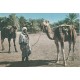 2 Photo Cpsm grand format ALGERIE. Chameaux et Cheraga 1985