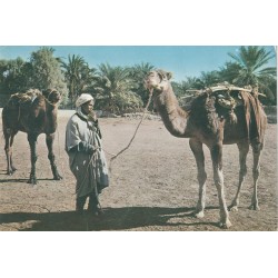 2 Photo Cpsm grand format ALGERIE. Chameaux et Cheraga 1985