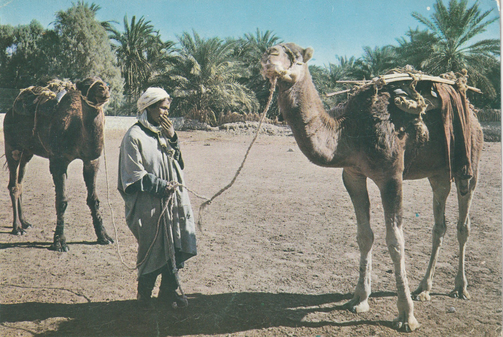 2 Photo Cpsm grand format ALGERIE. Chameaux et Cheraga 1985