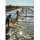 Photo cpsm grand format 17 ILE DE RE. Contre-jour sur les Marais salants 1990