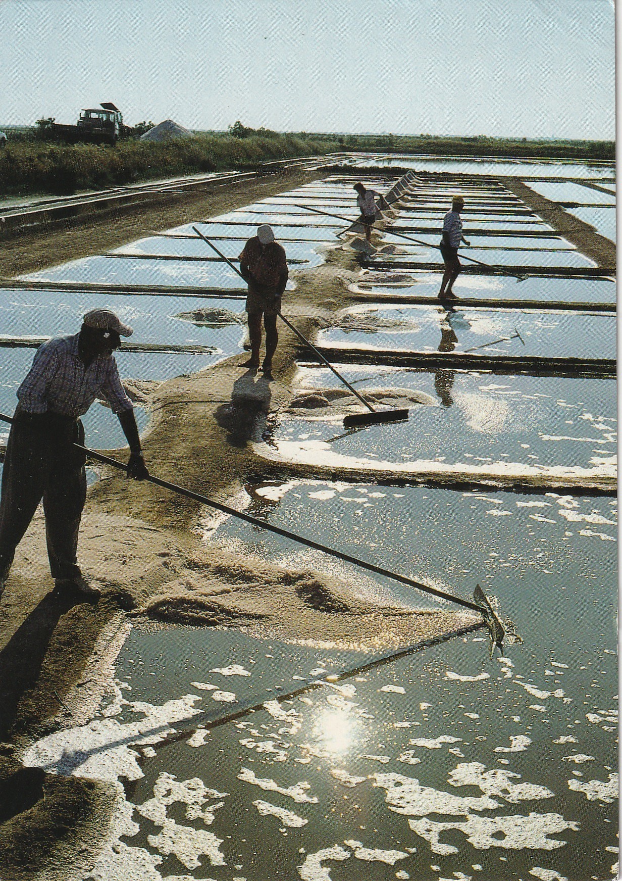 Photo cpsm grand format 17 ILE DE RE. Contre-jour sur les Marais salants 1990