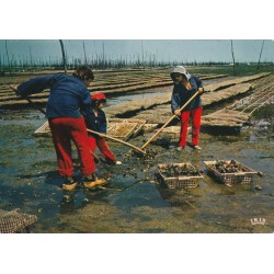 Photo cpsm grand format 33 BAIE D'ARCACHON.Scène ostréicole dans un Parc à huîtres