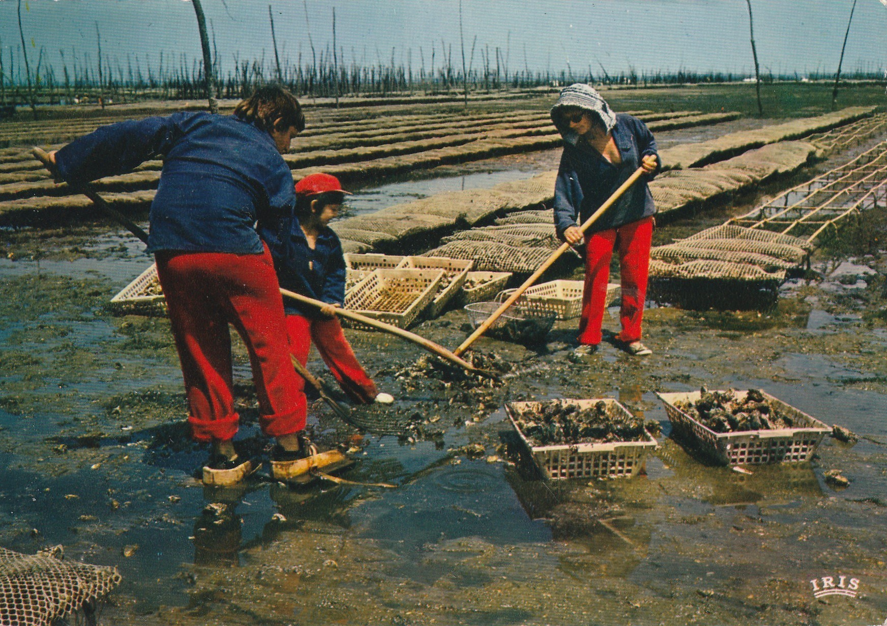 Photo cpsm grand format 33 BAIE D'ARCACHON.Scène ostréicole dans un Parc à huîtres