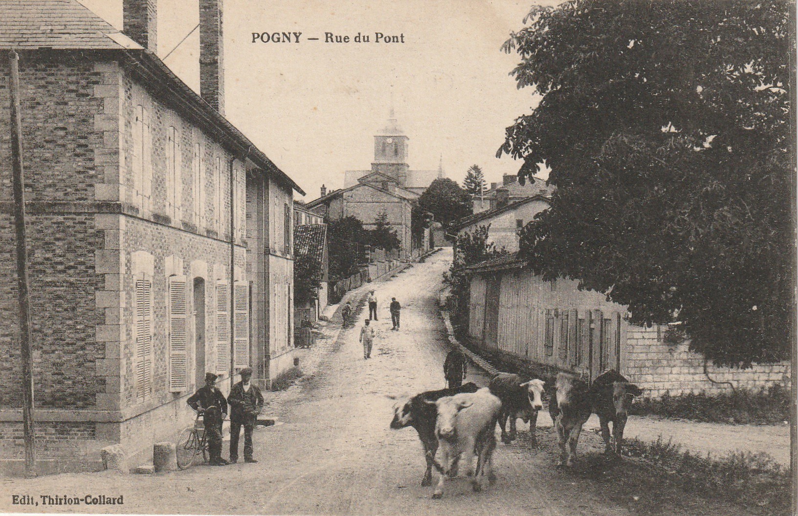 51 POGNY. Troupeau de Vaches Rue du Pont 1917