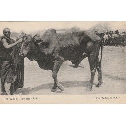 CONGO. Un Zébu