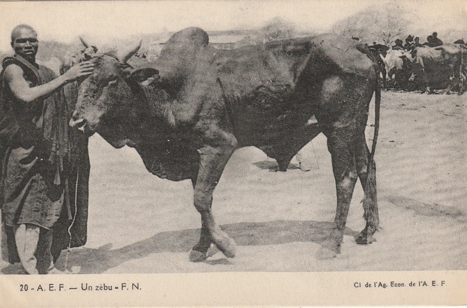 CONGO. Un Zébu