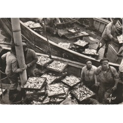 Photo Cpsm grand format METIERS. Débarquement du Poisson par des Pêcheurs dans un Port de Pêche