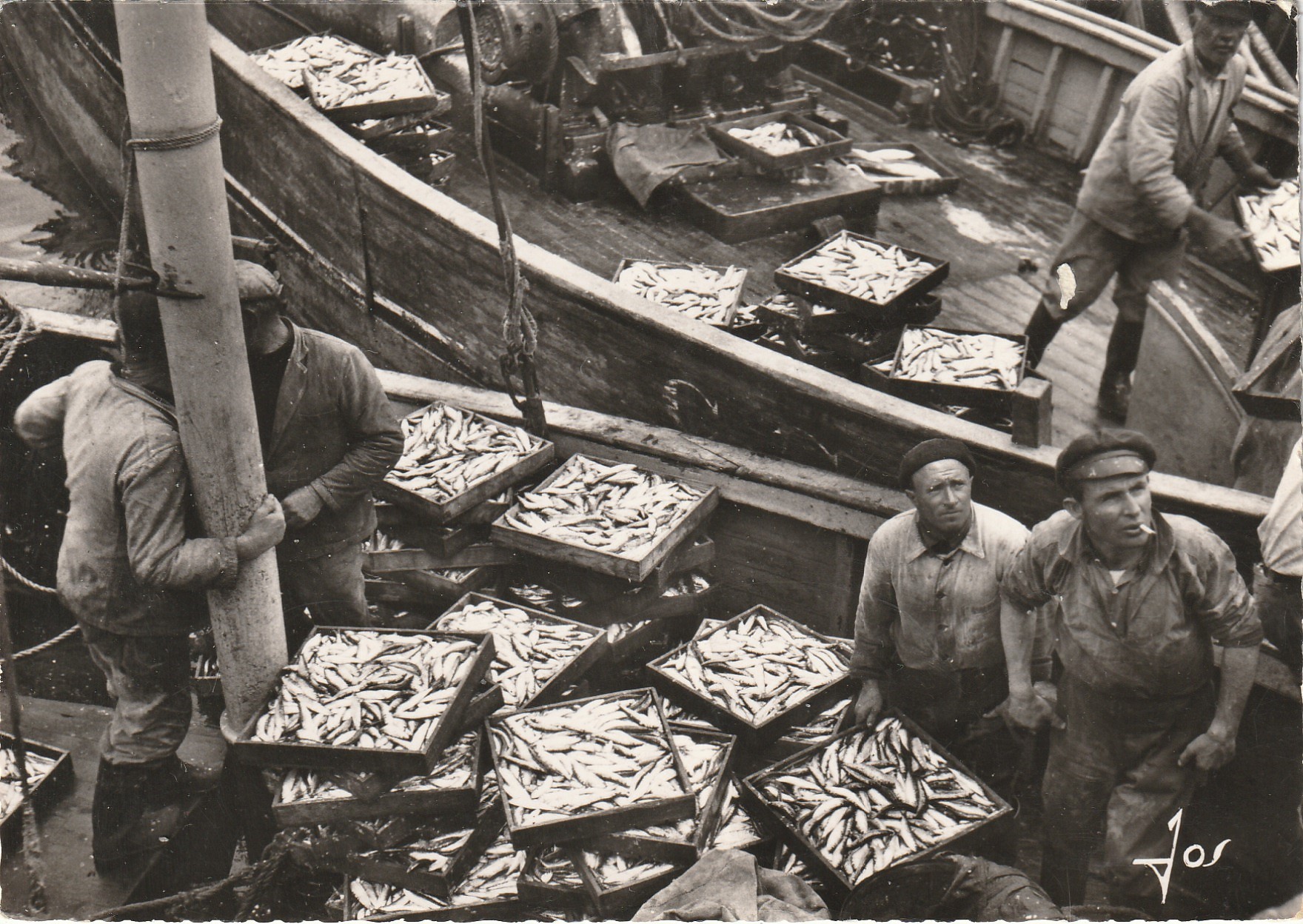 Photo Cpsm grand format METIERS. Débarquement du Poisson par des Pêcheurs dans un Port de Pêche