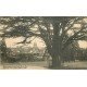 carte postale ancienne 77 MONTIGNY-LENCOUP. Le Cèdre 1925 bel Arbre