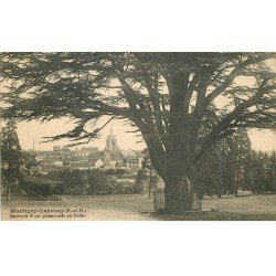 carte postale ancienne 77 MONTIGNY-LENCOUP. Le Cèdre 1925 bel Arbre