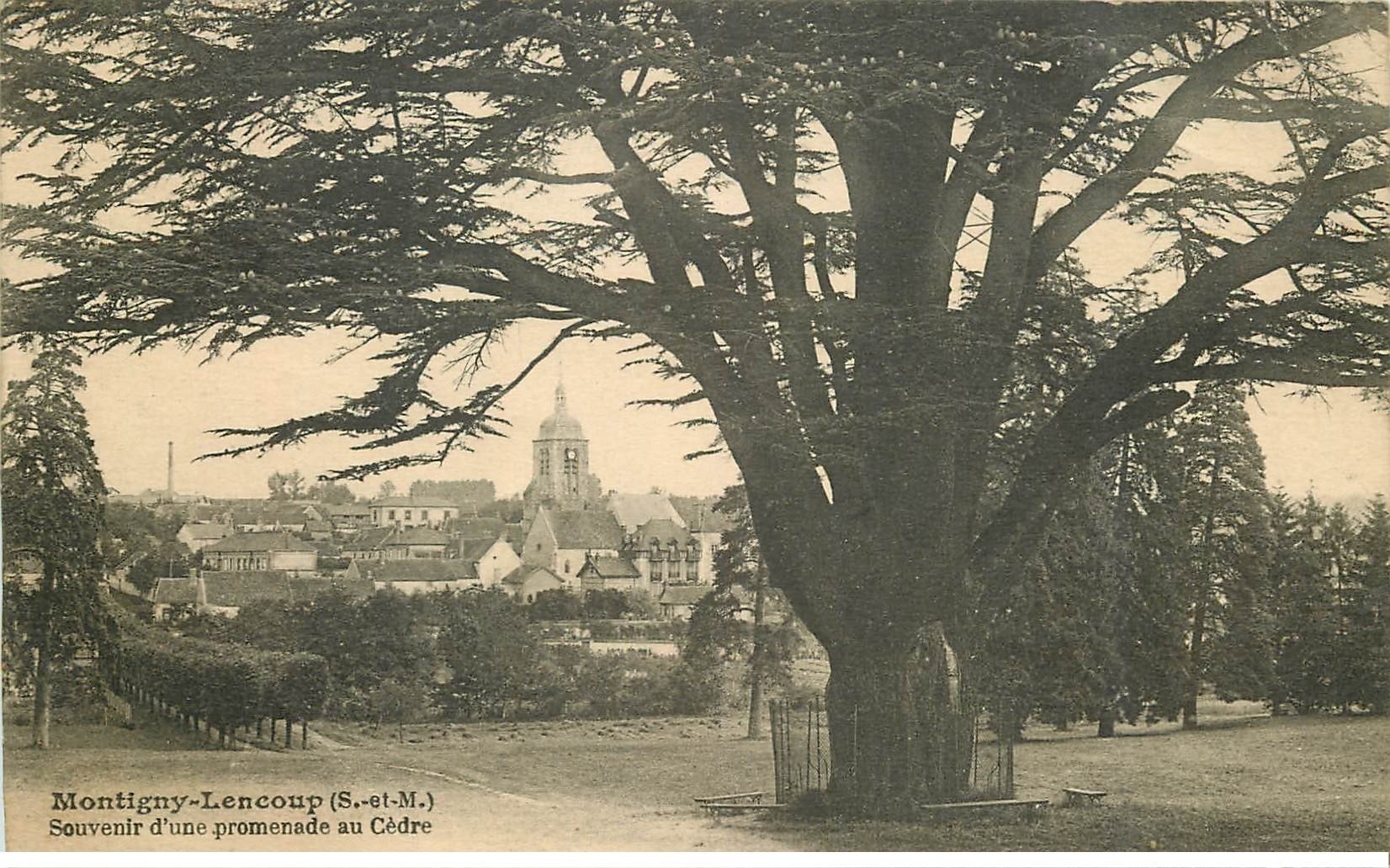 carte postale ancienne 77 MONTIGNY-LENCOUP. Le Cèdre 1925 bel Arbre