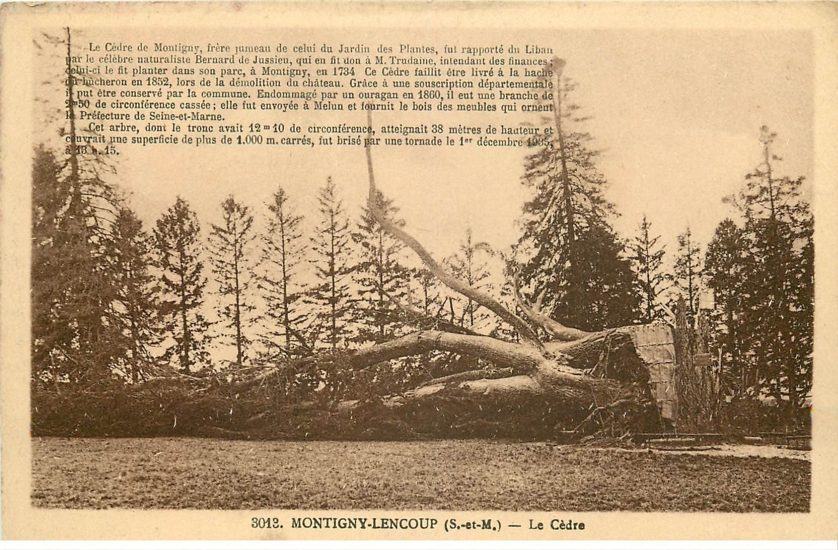 carte postale ancienne 77 MONTIGNY-LENCOUP. Le Cèdre