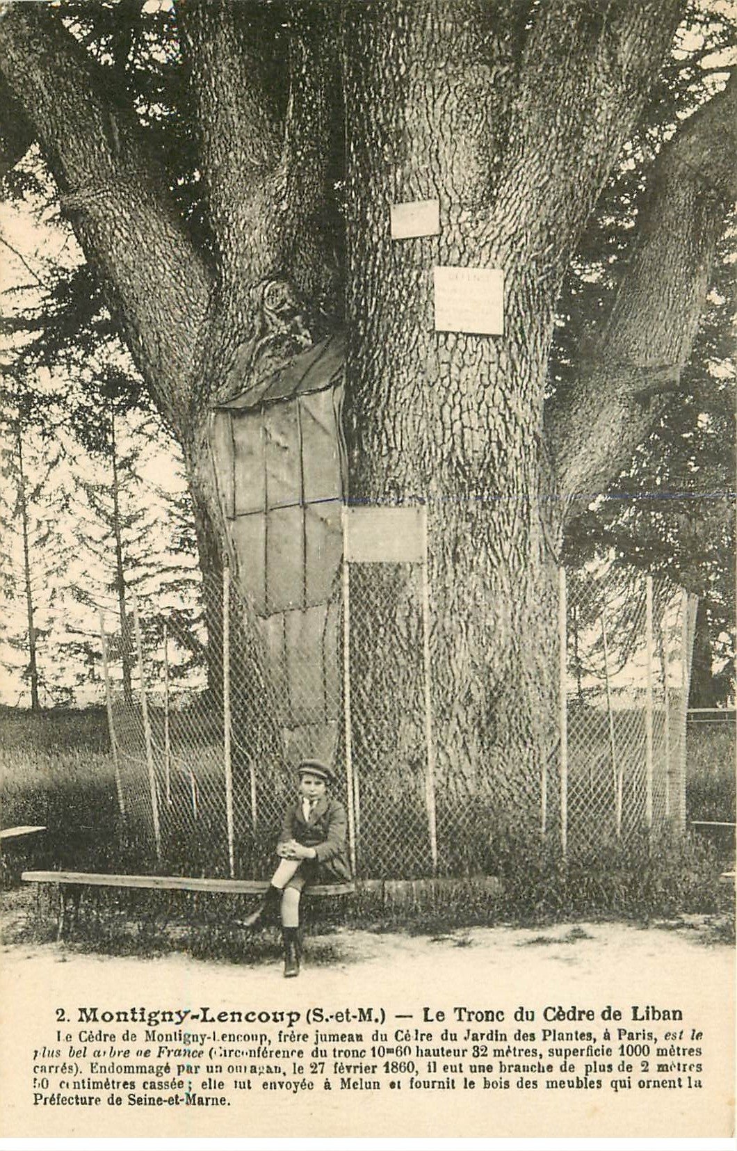 carte postale ancienne 77 MONTIGNY-LENCOUP. Tronc du Cèdre du Liban