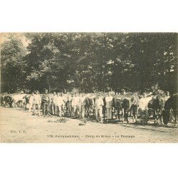 carte postale ancienne 77 FONTAINEBLEAU. Camp du Bréau. Le Pansage