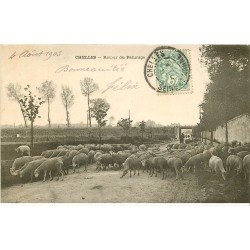 carte postale ancienne 77 CHELLES. Retour du Pâturage Berger et ses Moutons 1903