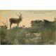 carte postale ancienne 77 FONTAINEBLEAU. Chasse à Courre. Dix-Cors sur ses fins. Carte toilée