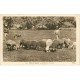 23 LA CREUSE. Gardeuse de Moutons vers 1915 et Berger